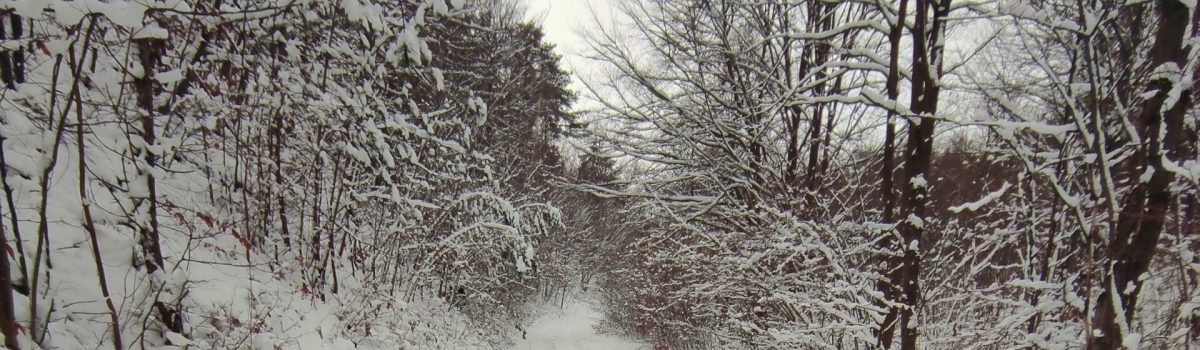 Winter mountain biking in Austria, Vienna