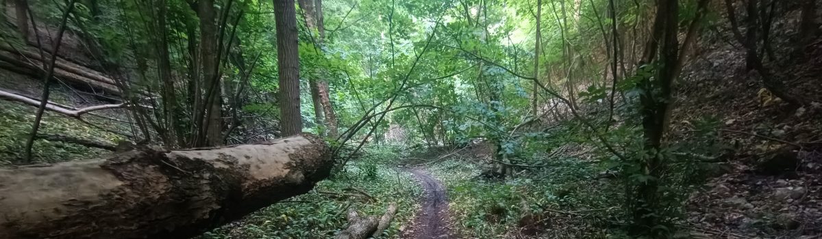 Hidden Gems: Lesser-Known Cycling Routes in Austria